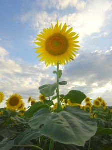 7月ひまわり　前